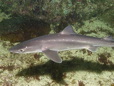 dogfish shark