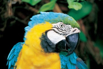 rainforest macaw gold mccaw bird continuing program education site indigenous river cpdt heather interview animals training animal uw