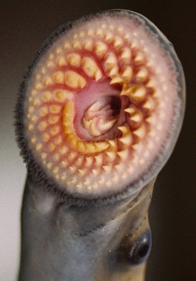 Ancient sea lamprey dramatically transforms its genome